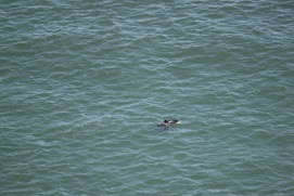 Missing Picture